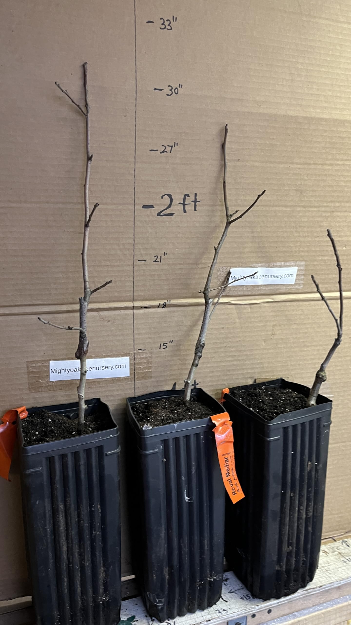 8-12" Tall Royal Medlar Tree, Mespilus Germanica, grafted Plant