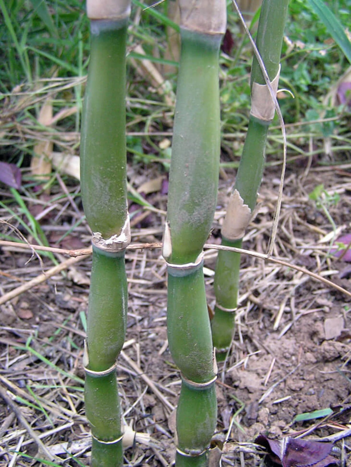 50 Green Onion Bamboo Seeds Perennial Ornamental Seed Privacy