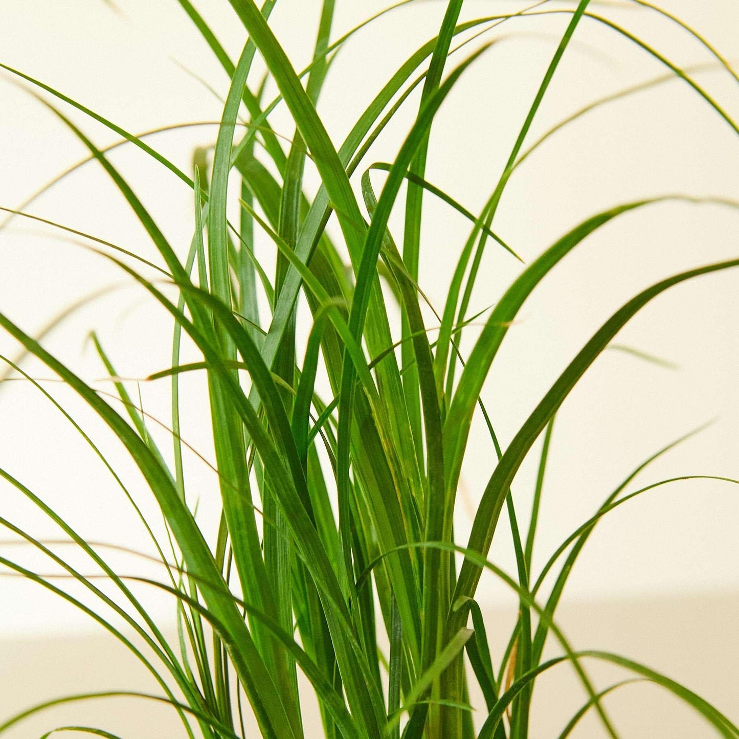 Palm Ponytail Live Plant for Indoor | Different Houseplants in 4'' & 6'' Pot | Real House Plant for Living Room, Office, Desk & Bathroom | Beaucarnea recurvata | Ponytail Palm