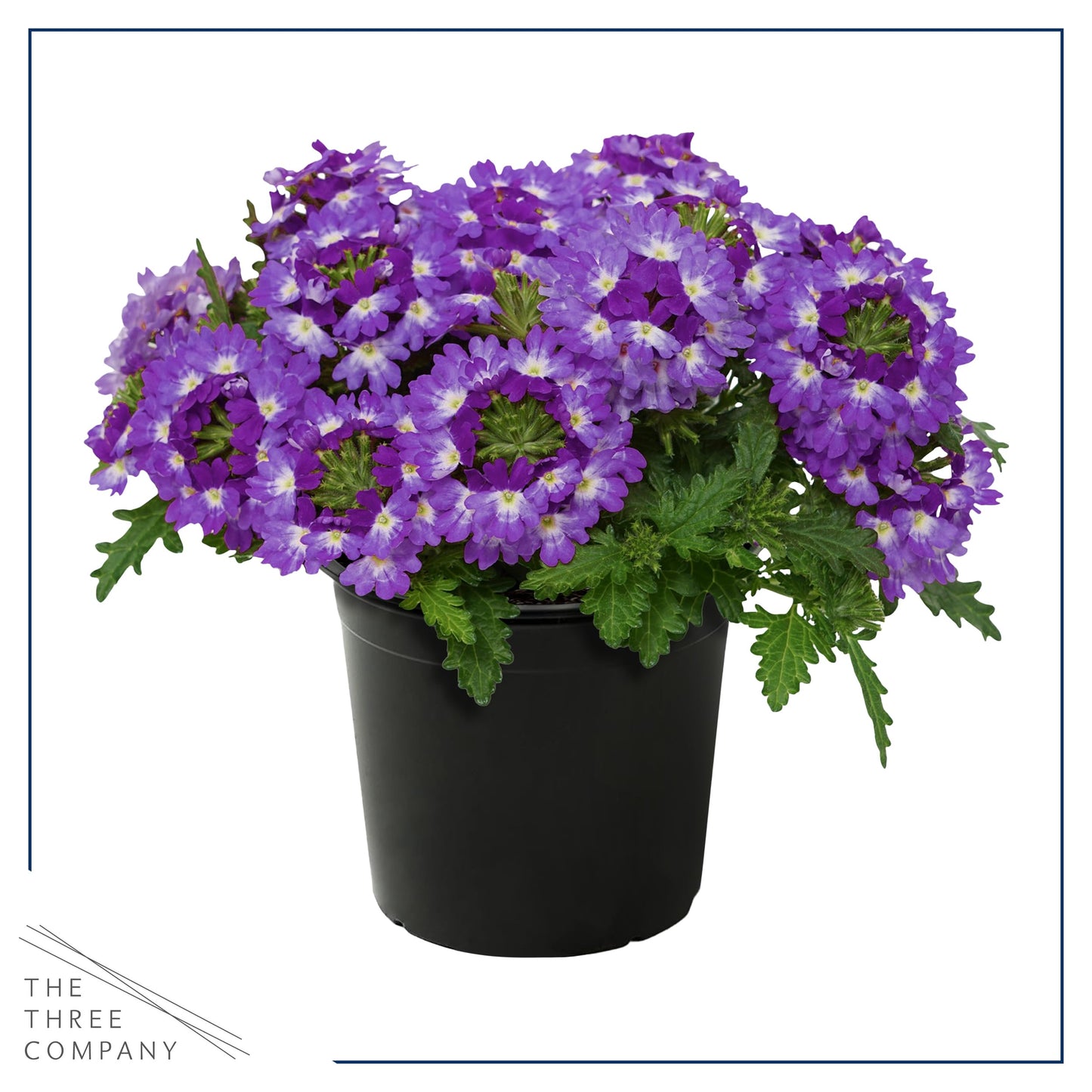 Live Flowering Verbena - Purple Bicolor (3 Plants Per Pack) - Healthy Flowering Plant - Beautiful Spring Color - 10" Tall by 5" Wide in 1Qt Pot