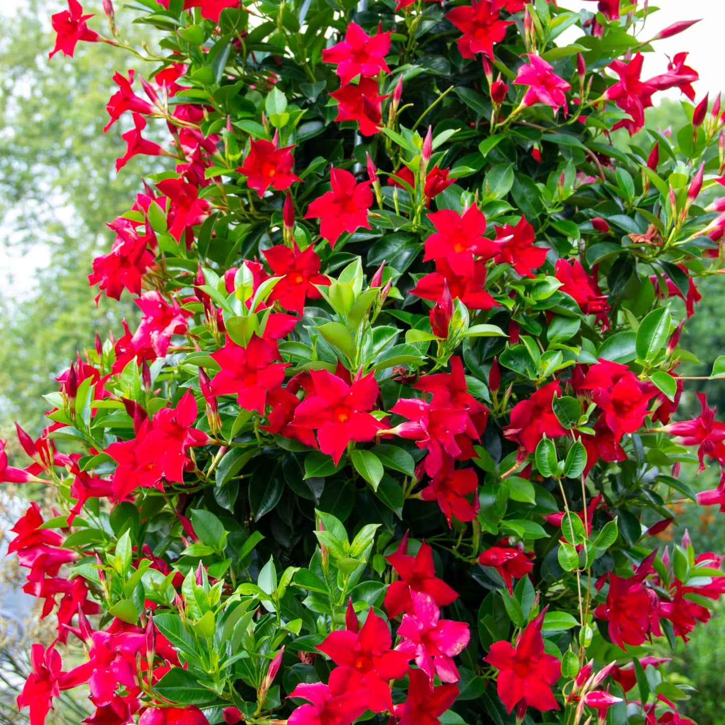 2 Red Mandevilla Plants Live, Mandevilla Vine Plants Well Rooted 4-7" Tall, Mandevilla Flowers
