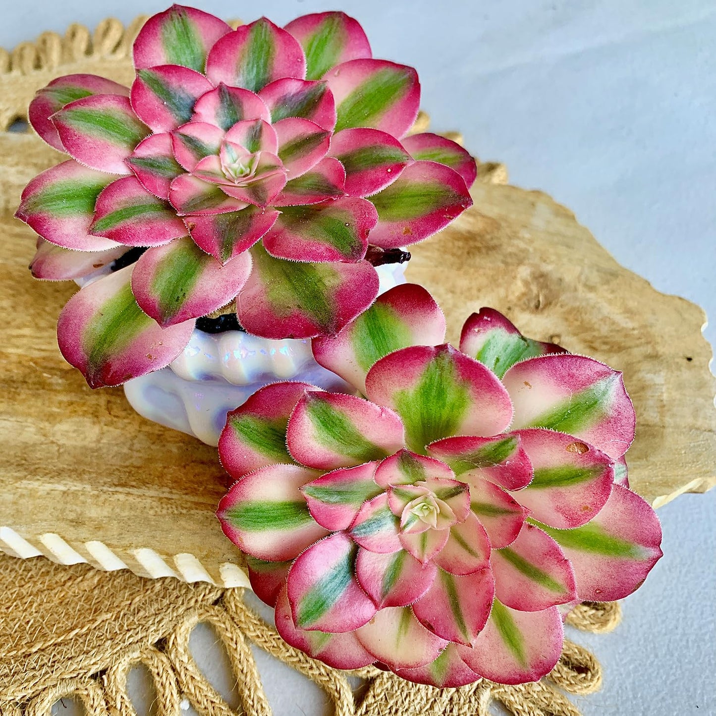 FWPP Succulents Plants Live Echeveria Perle von Nürnberg,Mini Succulents Red 3 inches Mini Succulents,Bare Root Without Pot,Succulent Plant Live Decoration Plant Gifts