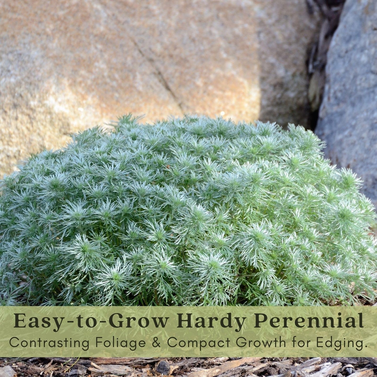Clovers Garden Artemisia Silver Mound Plants – Two (2) Live Plants – Non-GMO - Not Seeds - Each 4" to 8" Tall – in 4" Inch Pots – Perfect Edging Plant, Tolerates Drought