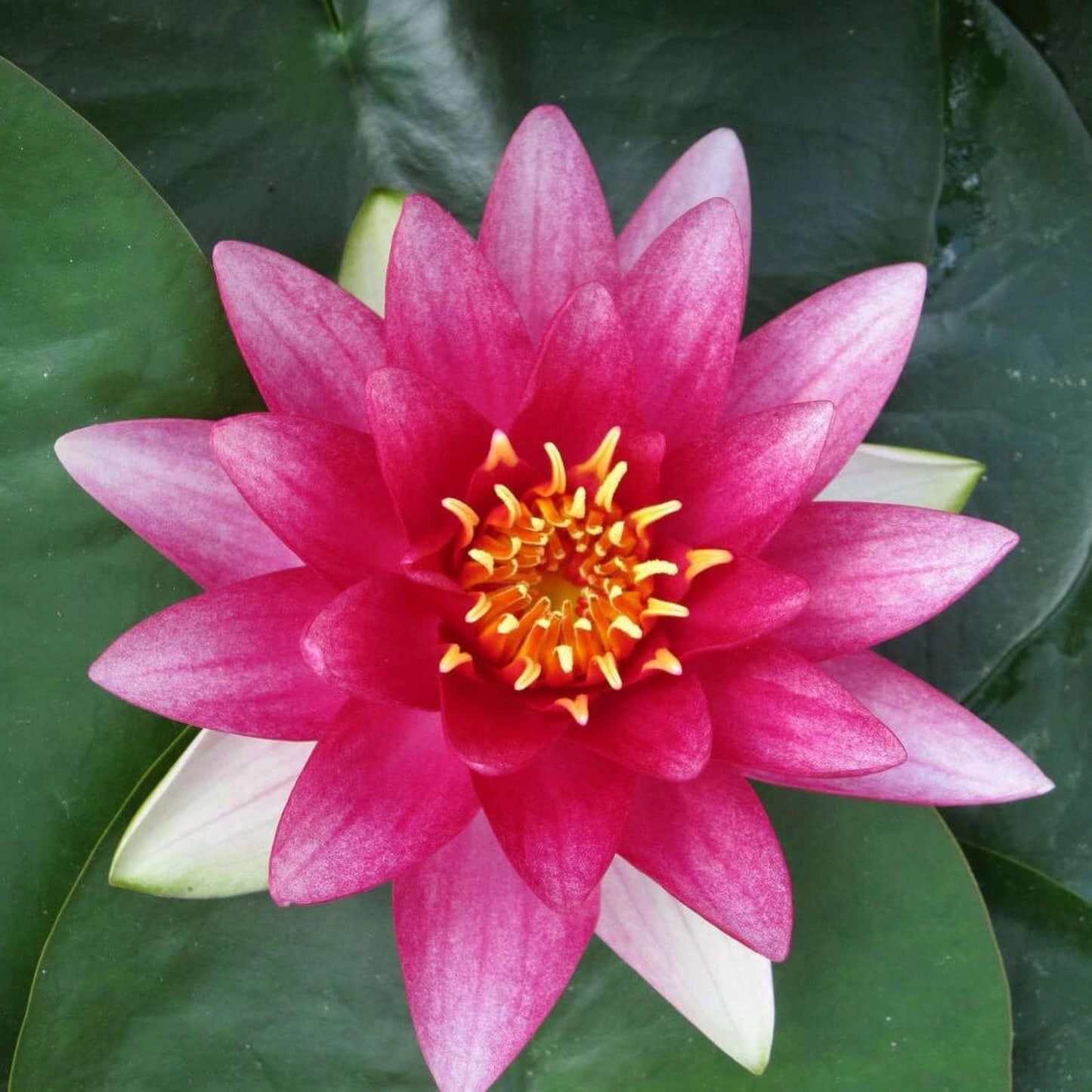 Chalily Water Lily Aquatic Plants Live Lilies Real Small or Big Pond Plant Lilly Ponds Cold Hardy Pads Grow waterlillies Flowering rhizomes Outdoor lilys Waterlily Lillies pre Grown lillys pad RED