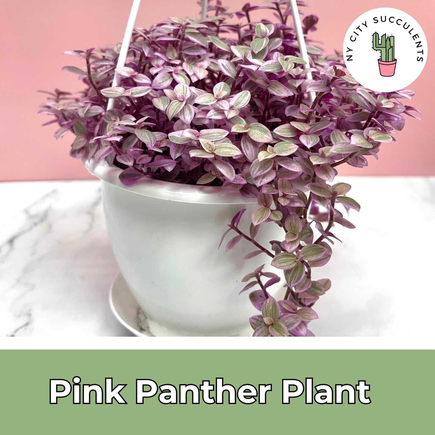 Live Succulents 4.5 Inch Pink Lady Callisia Repens with Hanging Basket - Turtle Vine Succulents Plants Live - Fully Rooted Easy to Grow Houseplants for Home Office Wedding Decor & Gift
