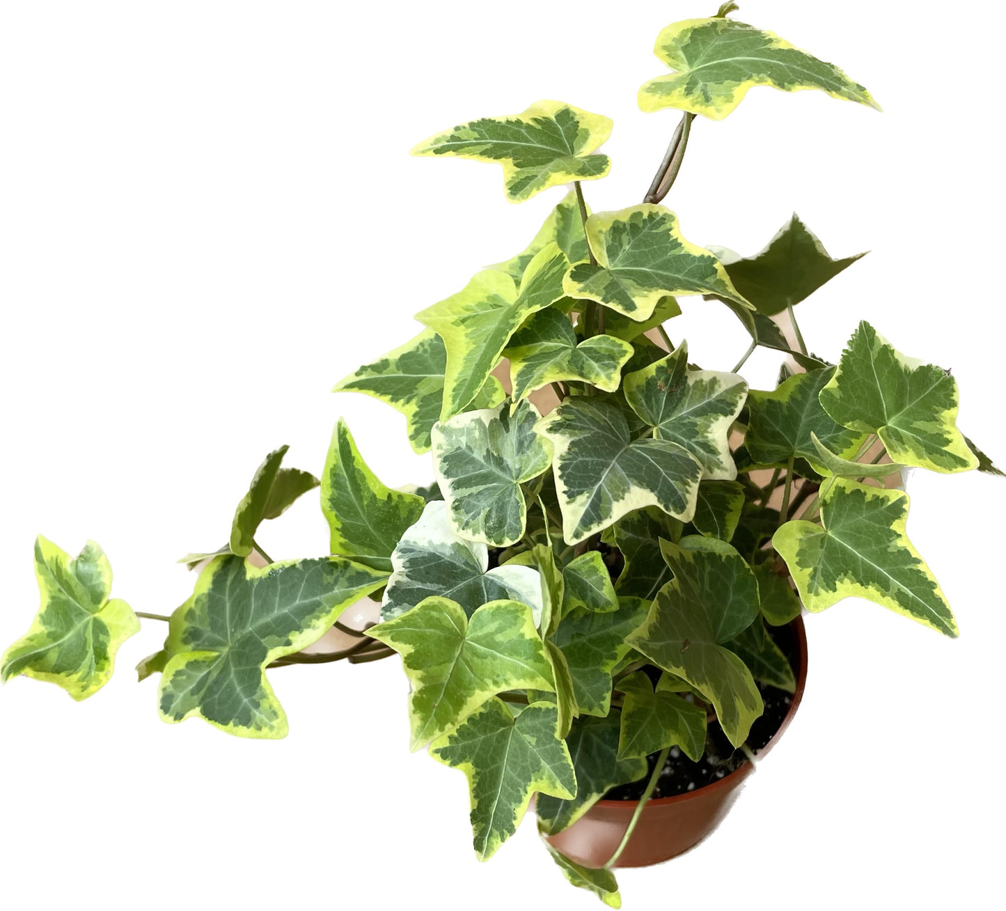 English Ivy Gold Child - Vibrant Variegated Ground Cover Plant - Live English Ivy Plant - Live Variegated English iIy - Available in 3", 4", and 6" Pot - CA Seller (4" Pot)