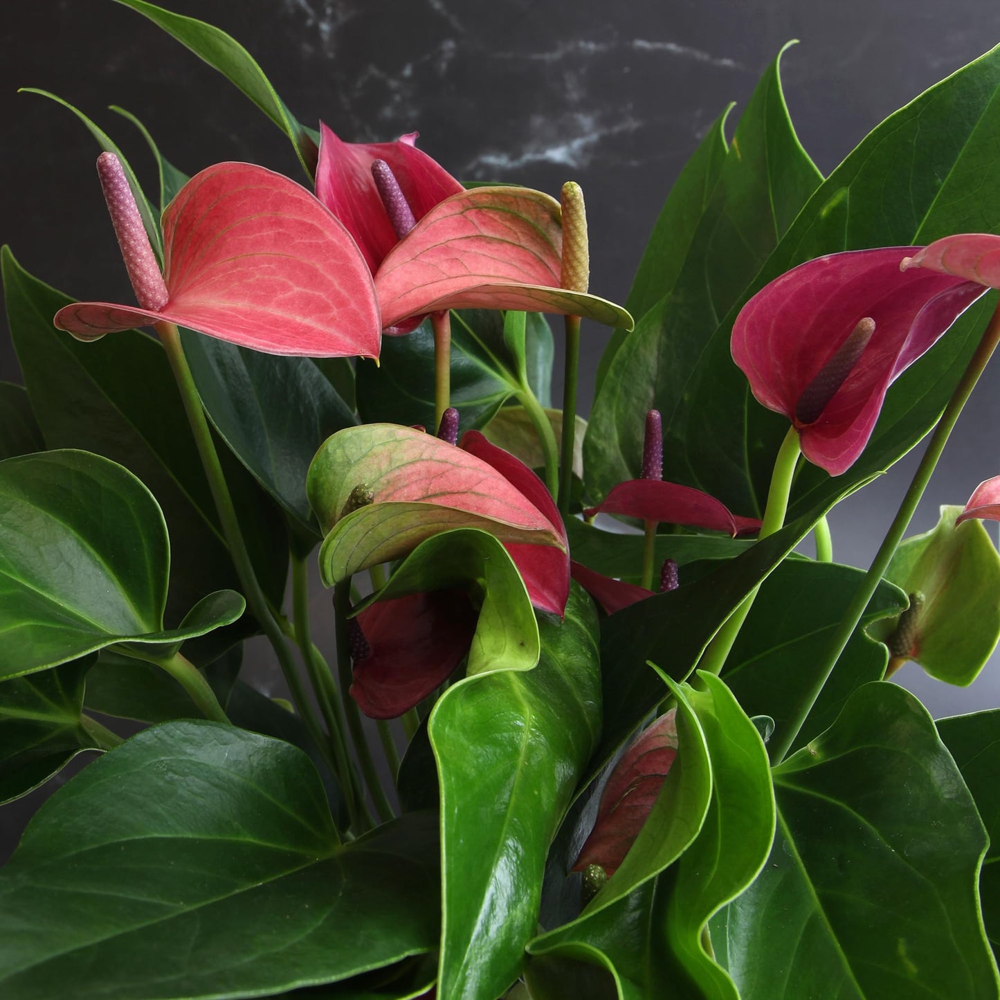 Blooming Purple Anthurium Live Plant Decor (Approx 8-11" Tall), Easy to Grow Flowering Houseplant in 4" White Pot by Plants for Pets