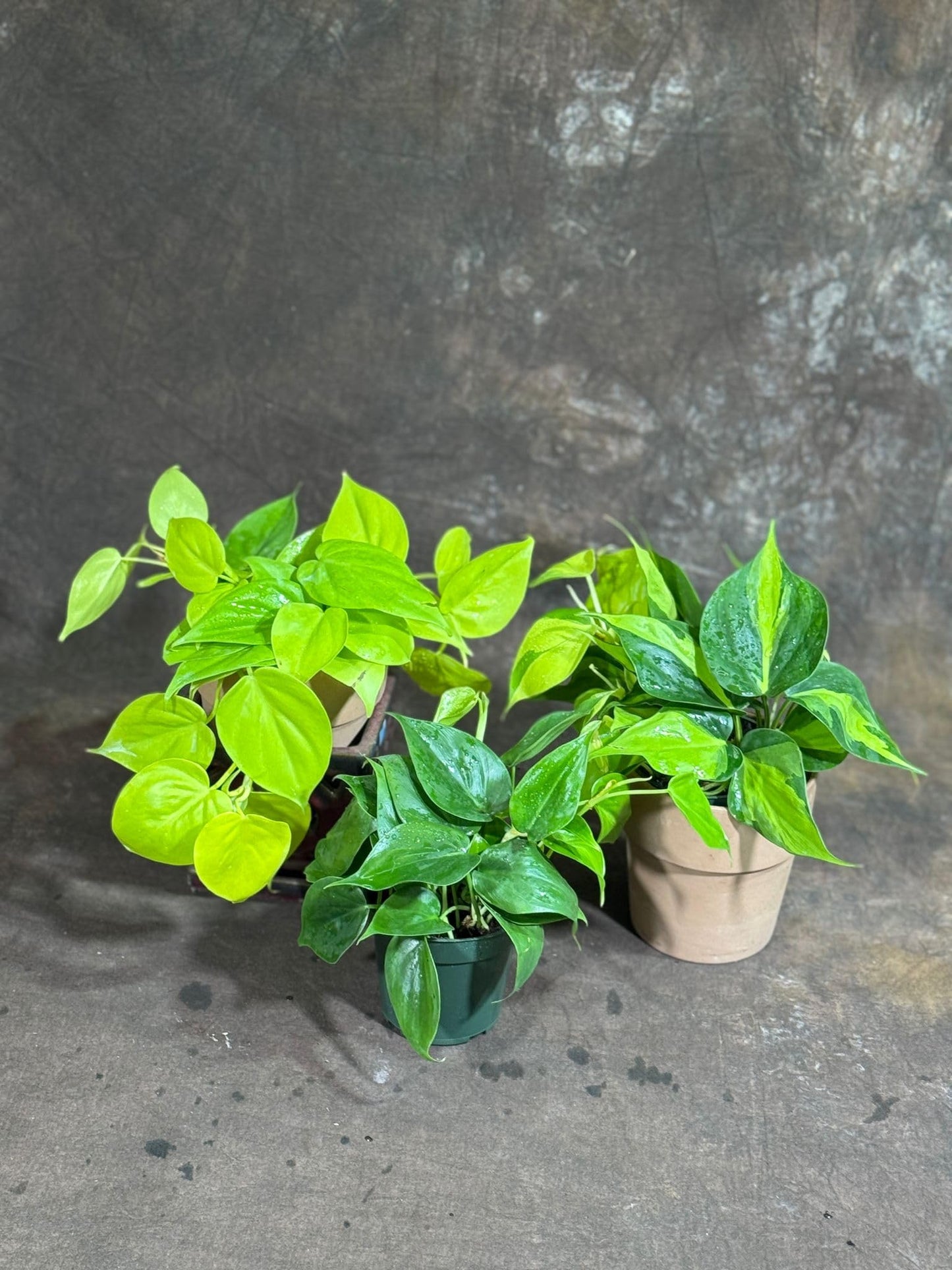 PLANTVERS Set of 3 Philodendron Plants in 4'' Nursery Pots – Brazil, Lemon Lime & Jade Heartleaf Philodendron Varieties – Live Indoor Vining Houseplants – Variegated Easy Care & Air Purifying Plants