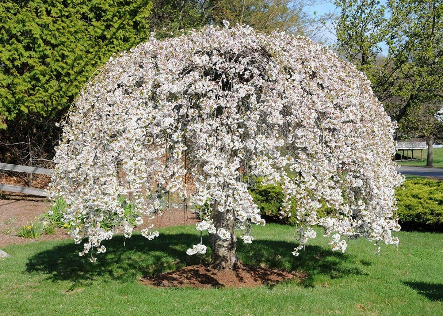 Shidare Yoshino Japanese Weeping Cherry - White Flowering Tree - Live Plant Shipped 1 to 2 Feet Tall by DAS Farms