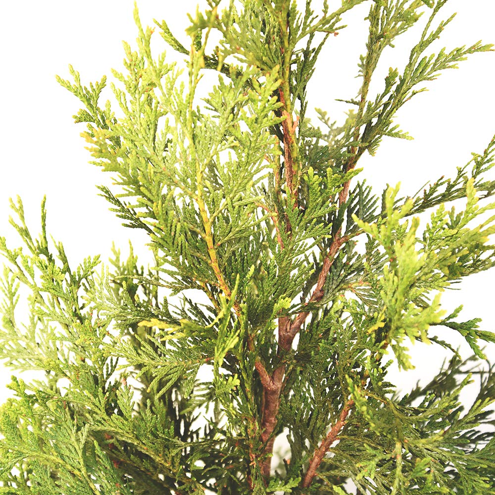 Perfect Plants Thuja Green Giant 2-3'