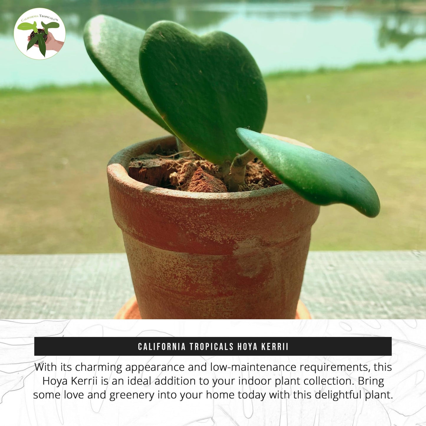 Hoya Kerrii (Non-Variegated 2+ Leaves) - 4" Pot from California Tropicals