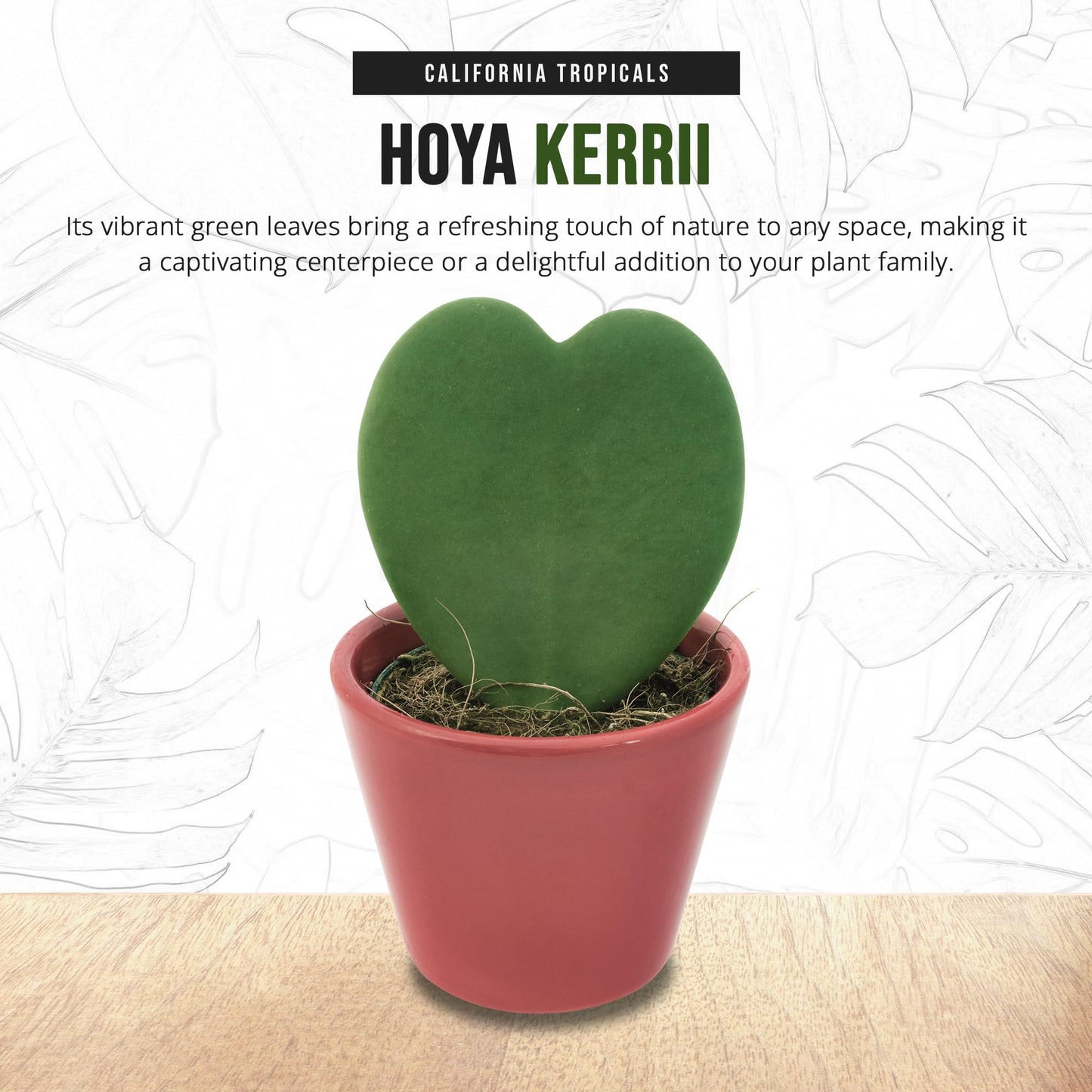 Hoya Kerrii (Non-Variegated 2+ Leaves) - 4" Pot from California Tropicals