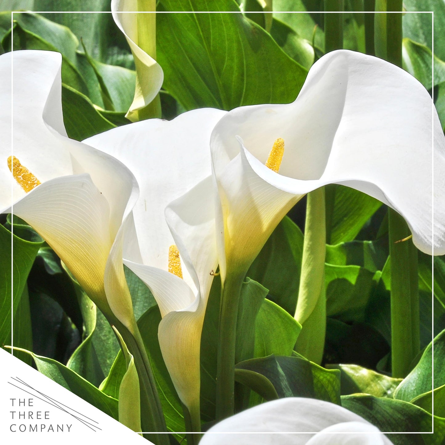 Live Flowering Calla Lily (2 Plants Per Pack) - White, 3+ Blooms - Beautiful Spring Perennial - 12" Tall by 5" Wide in 1 Qt Pot