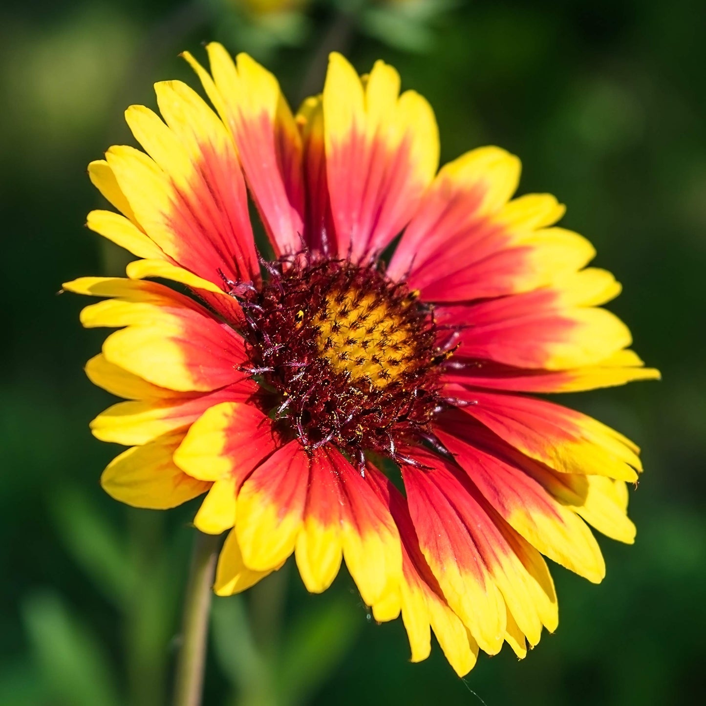 Easy to Grow Gaillardia Arizona Sun - 2 Potted Plants in Quart Grower Pots, Summer to Fall Flowers Full Sun