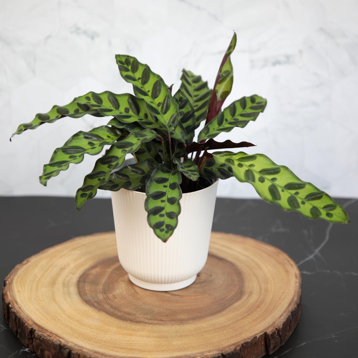 Pet Friendly House Plant Decor 3-Pack, Dog & Cat Safe Plants in 4" White Pots for Home & Office, Grower's Choice Live Houseplants, Approx. 9" Tall, Peperomia, Calathea & More by Plants for Pets