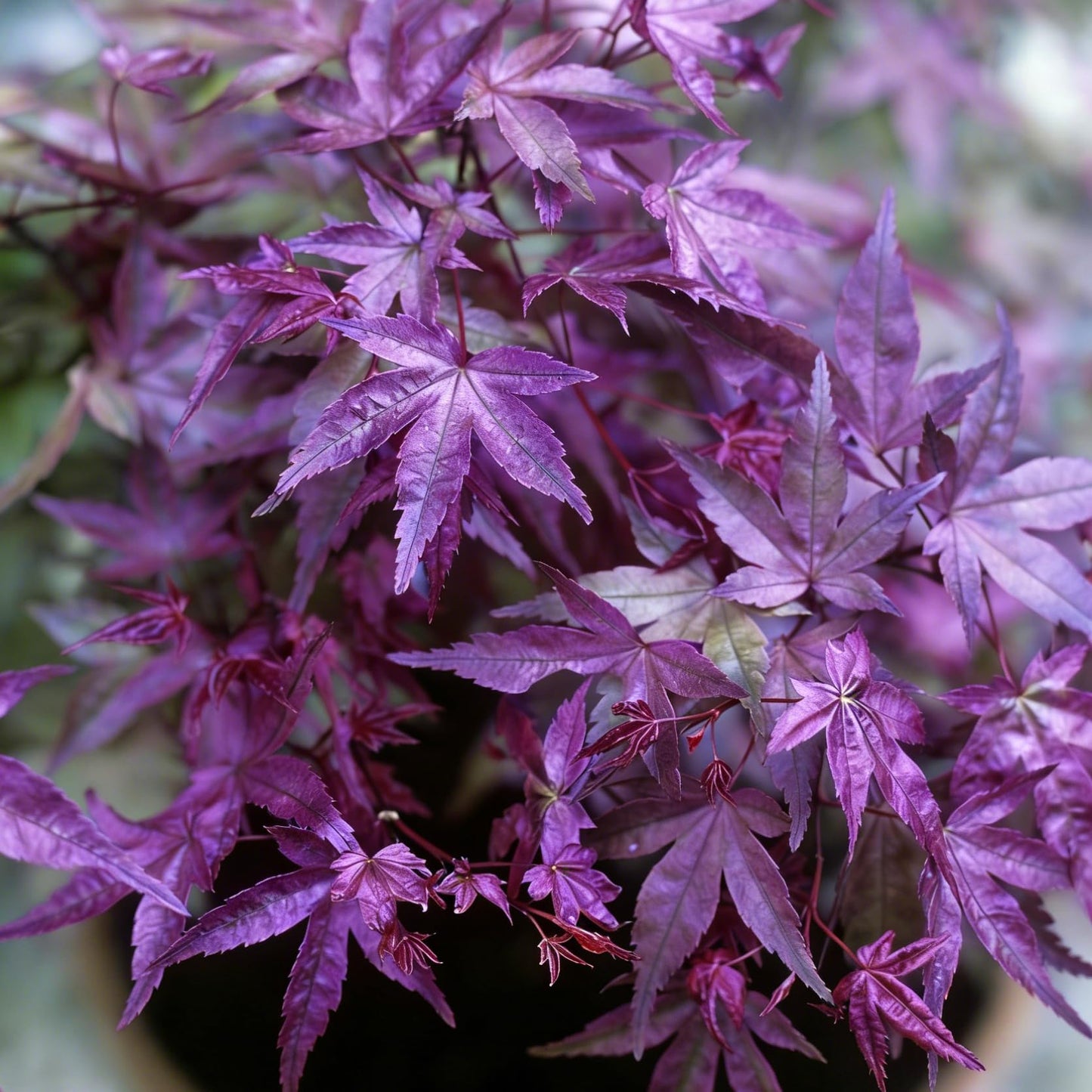 Mixrug Jacaranda Purple Maple Seeds for Planting, 25pcs Rare Perennial Purple Maple Tree Seeds Plants, Non-GMO Heirloom Beauty Trees Plants Home Garden for Outdoors Indoors