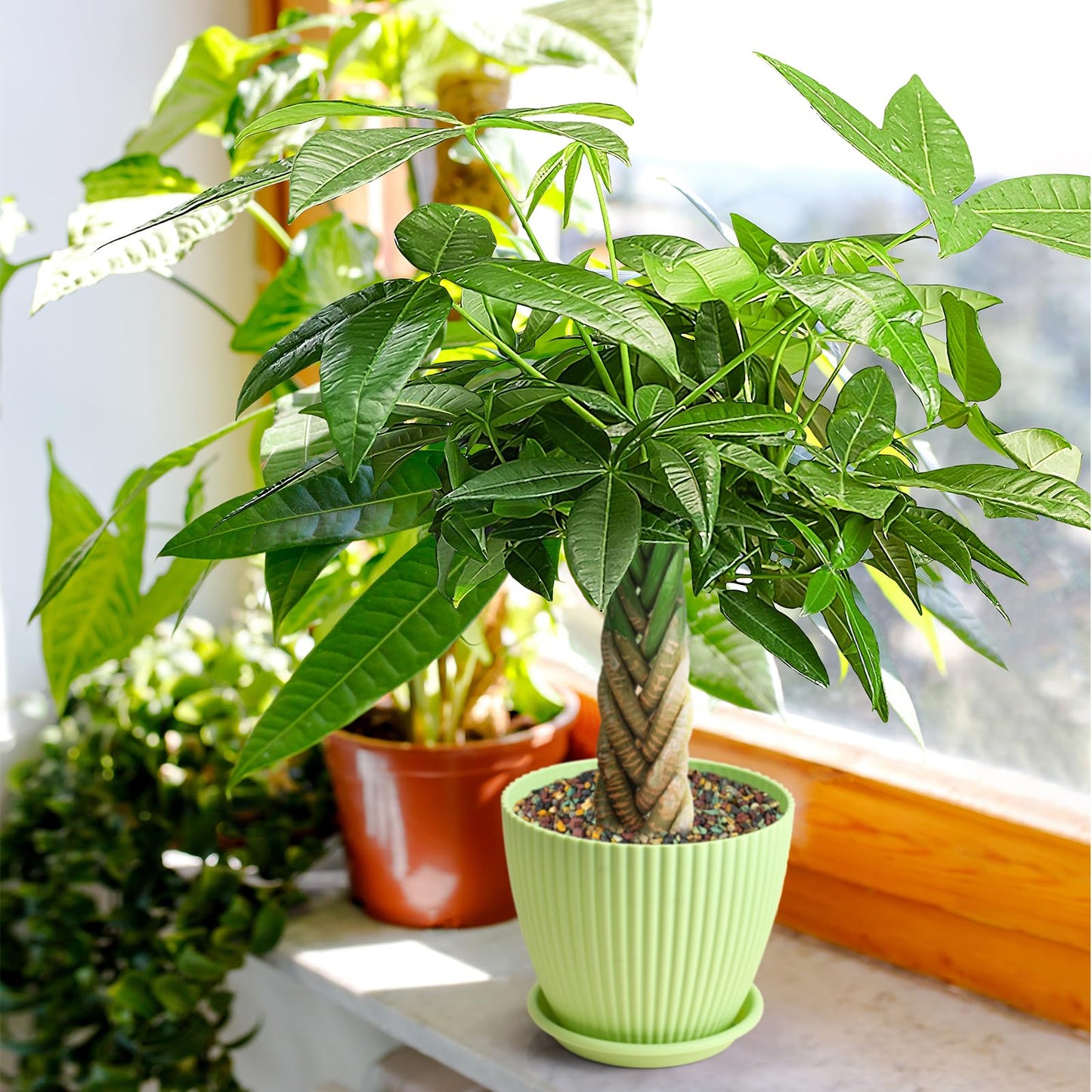 Live Plants Money Tree in 4" Green Plastic Pot, Easy to Grow Houseplant, Indoor Bonsai, Home Office Decor, Birthday Housewarming Gift