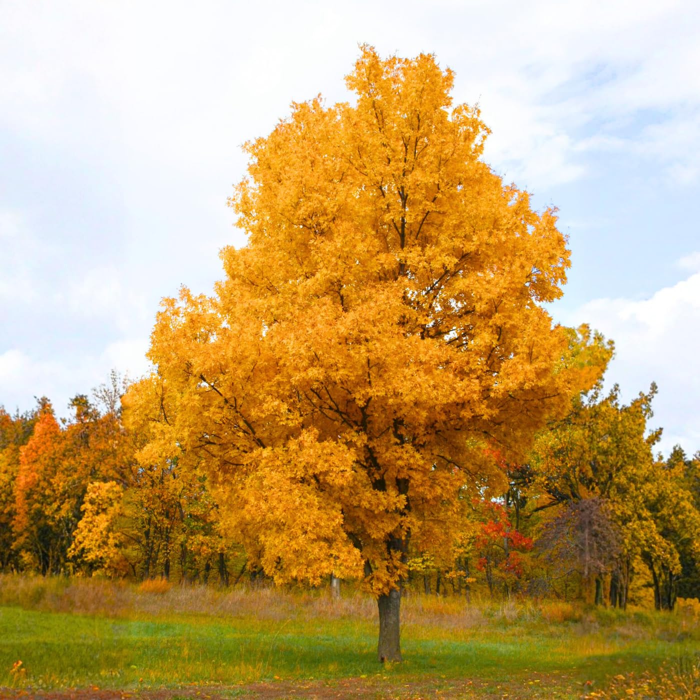 Rare Hickory Tree Live Plant, Cold Hardy, Dormant, 6-12" Tall, 1 Year Old Trees for Garden Planting