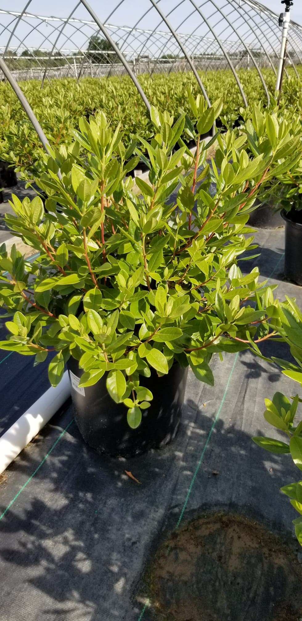 Live Plant, Rhododendron X `PJM Elite` Evergreen Lavender Flowers, 3-Gallon Fully Potted Plant Bush from Green Promise Farms