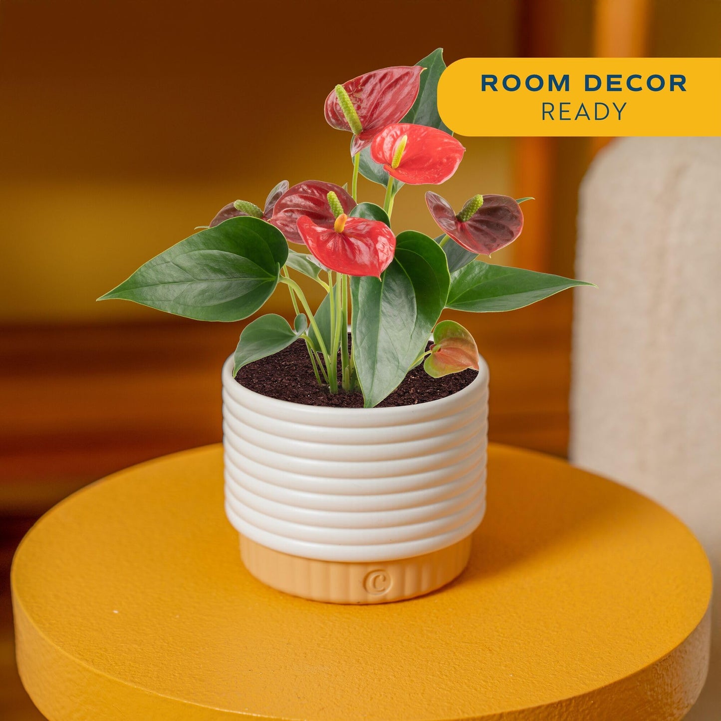 Costa Farms Anthurium, Flamingo Flower Live Plant in Decorative Pot, Air Purifying Flowering Indoor Houseplant, Home, Room, or Office Decor, House Warming or Birthday Gift, 10-14 Inches Tall