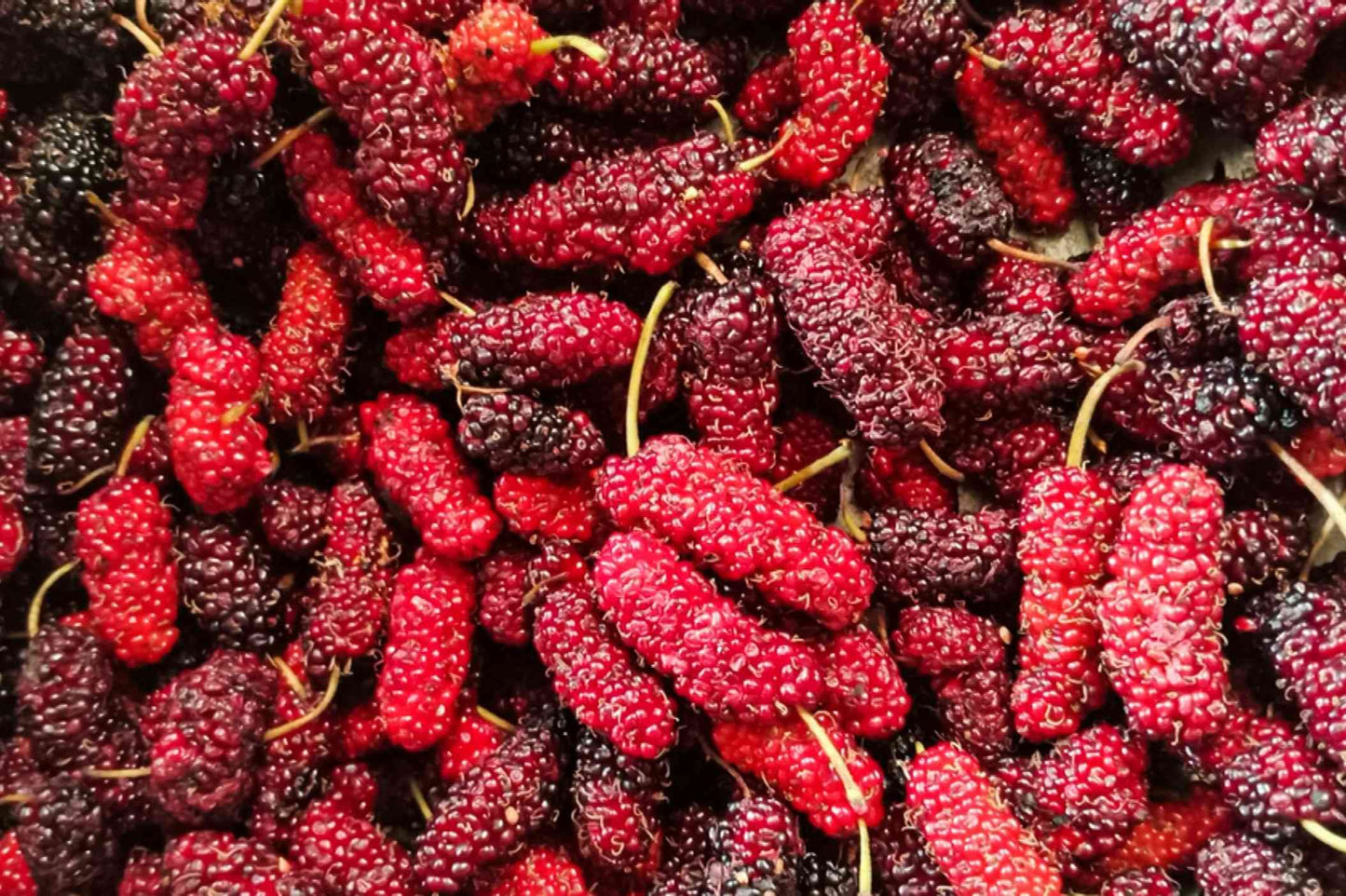 Starter Live Plants of Red Mulberry Tree - Beautiful All Year Round - USDA Zones 4 to 8 (2 Plants)