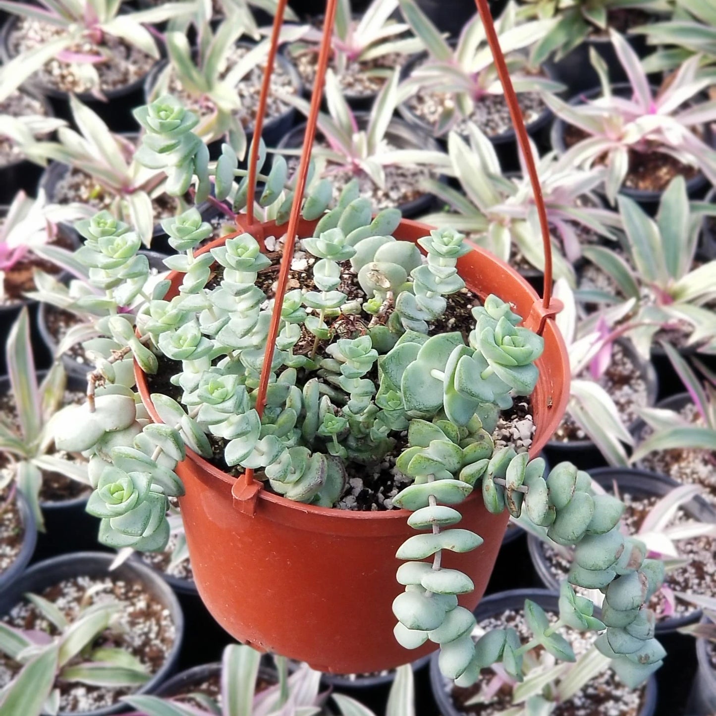 String of Buttons Plant in Hanging Pot Fully Rooted in 6 inch Planter Pots with Soil - Reali Succulent Lve Potted Succulents / Unique Indoor Cactus Decor Crassula Baby's Necklace - Hanging Pot