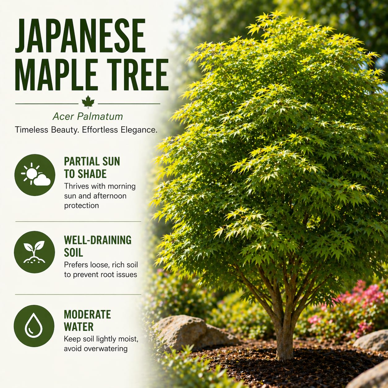 2-Pack Live Green Japanese Maple Tree Starts – Acer Palmatum Seedlings – Ornamental Landscape Trees – Vibrant Spring Color – Easy to Grow Starter Plants