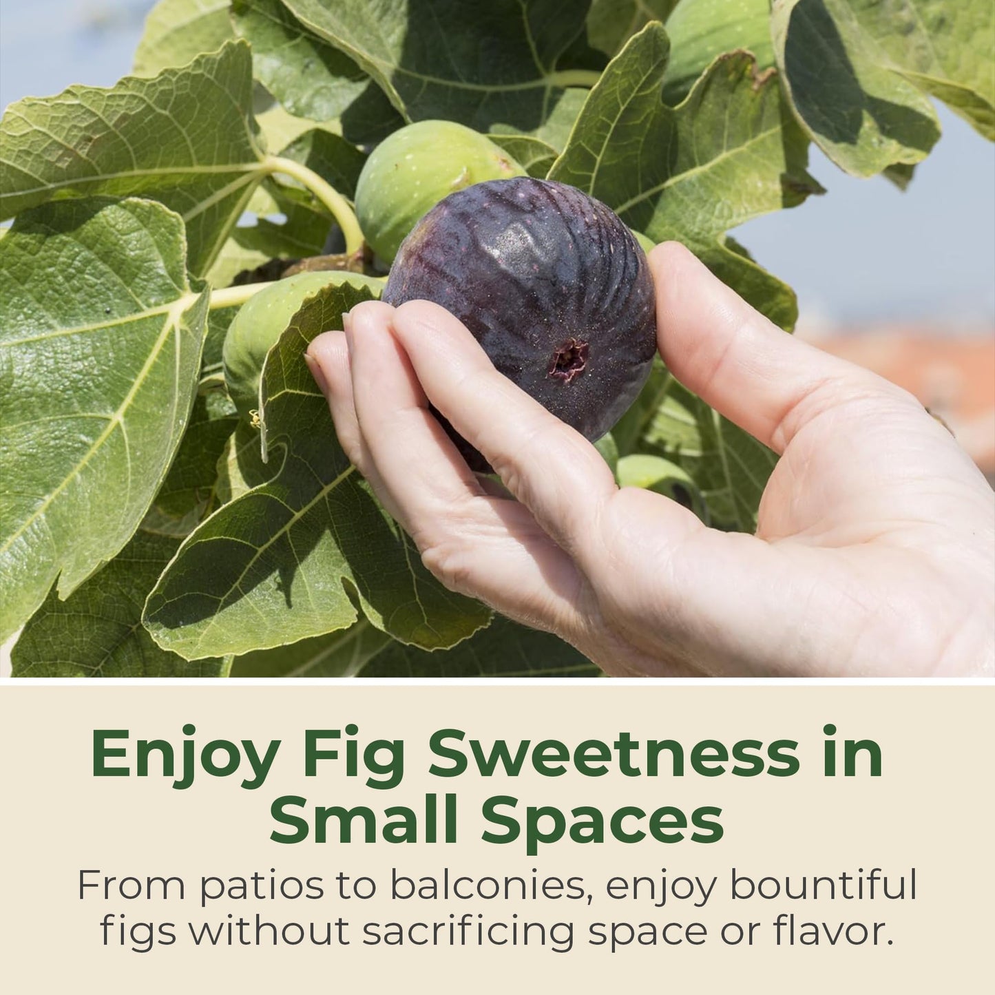 Black Mission Fig Plant - Sweet Year Round Harvest in 1 Gal Growers Pot - Grows Upto 10-30' - Easy to Grow Fruit Trees for Pots and Gardens (1 Count)