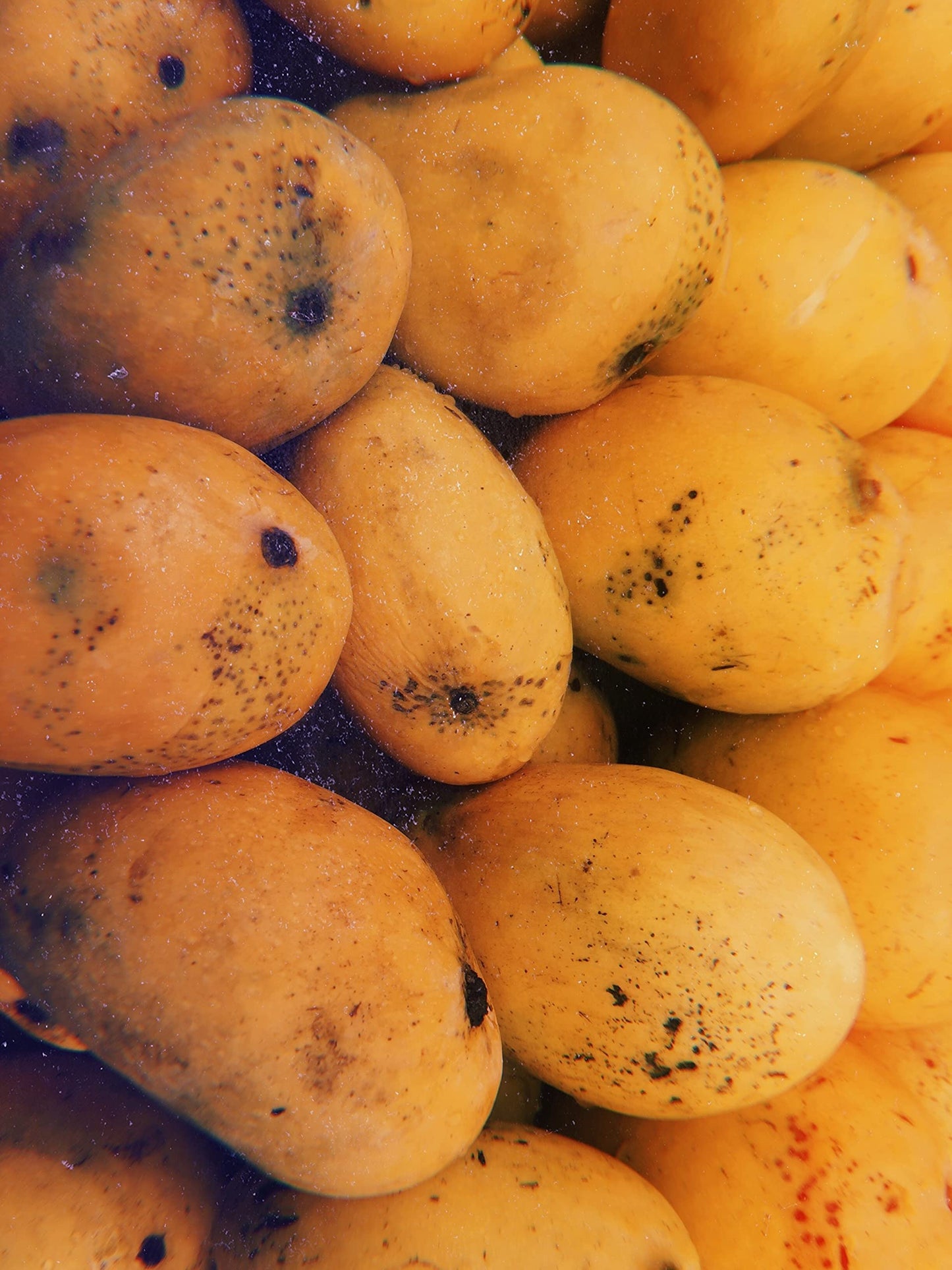 Mango Tree - Live Fruit Tree in a 3 Gallon Pot - Mangifera Indica 'Orange Sherbet' - Tropical Edible Fruit Bearing Tree