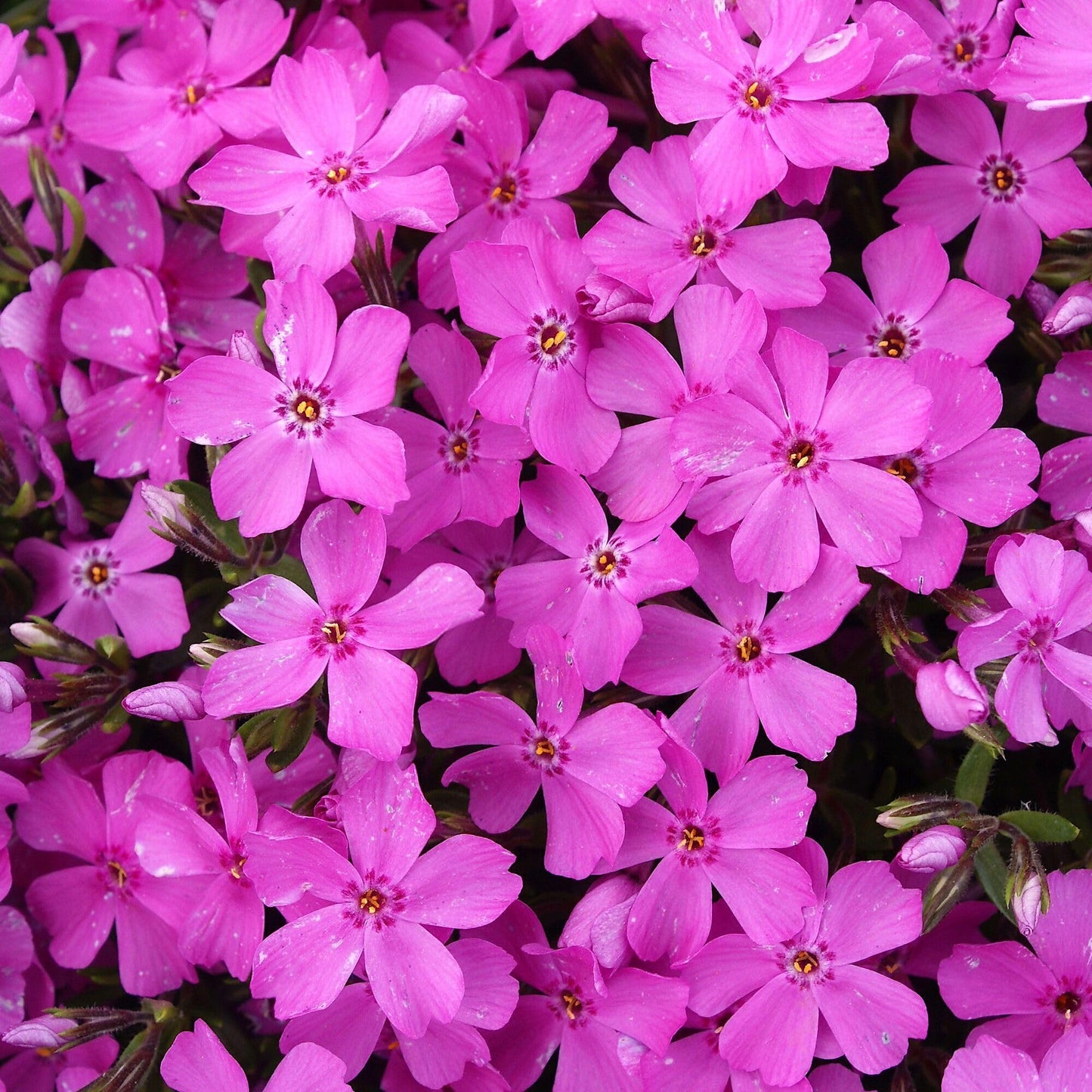 Phlox subulata 'Emerald Pink', Creeping Phlox, Moss Phlox, Ground Cover, for a Flower-Filled Carpet of Pink Blooms that Last 3-4 Weeks, Container Size: 4X 2.63x1.72x2.75