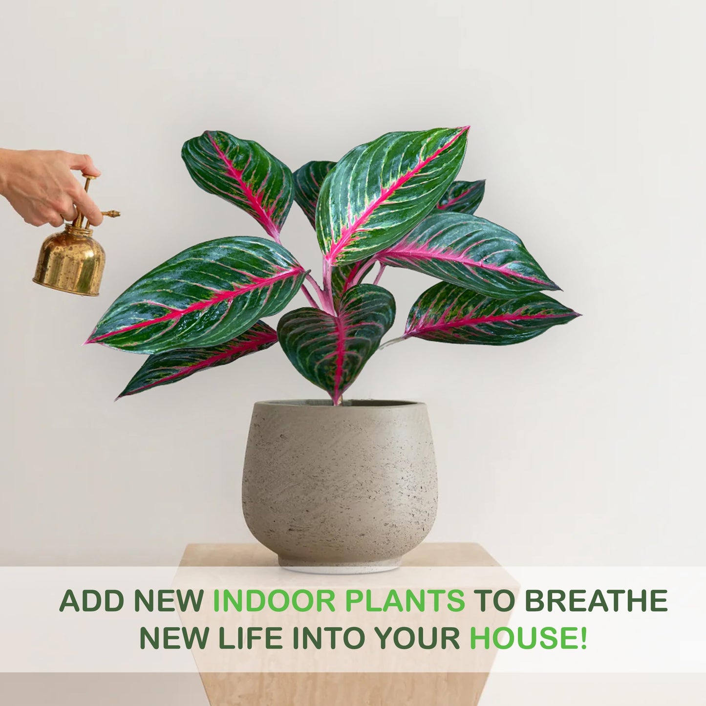 LEAL PLANTS ECUADOR Aglaonema Commutatum 'Schott' (Red Vein) – Rare Dark Foliage Chinese Evergreen – Live Indoor Plant