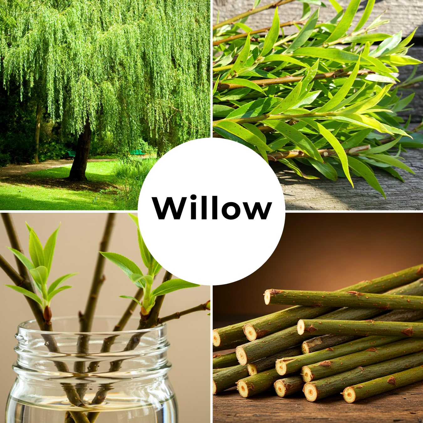 (One) Fastest Growing Tree in The World - Ready to Plant - One Live Aussie Hybrid Willow Tree Rooted Cut - Great for Fast Shade - 10 feet in First Year - Austree Hybrid Willow Privacy Tree