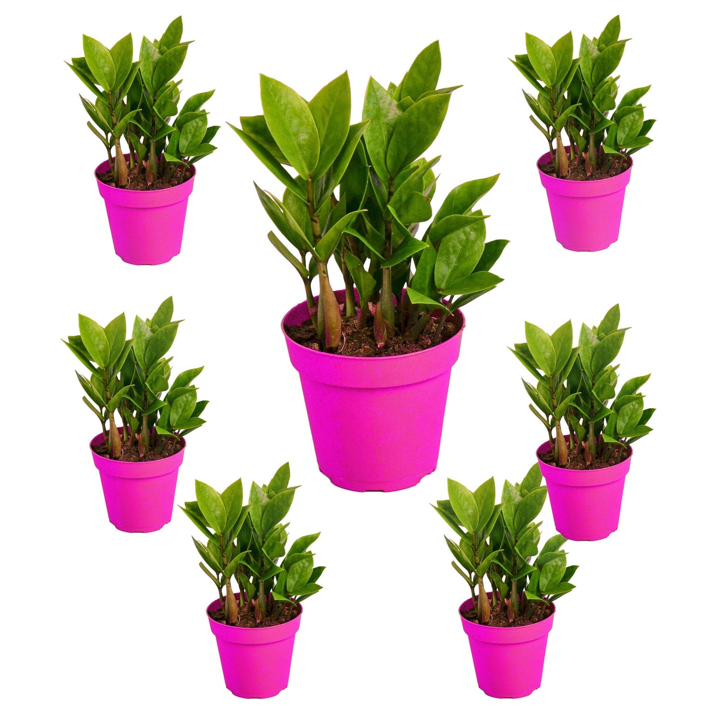 7 Pack Zamioculcas Zamiifolia ZZ in 4in Pot - Live Plants Tropical Houseplants | Variegated | USA Growers | The Snobby Leaf
