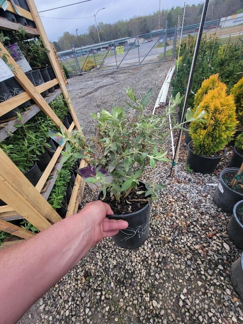 Live Plant - Flutterby Petite Blue Heaven Dwarf Butterfly Bush - Live Plant - (2.5 Qt)