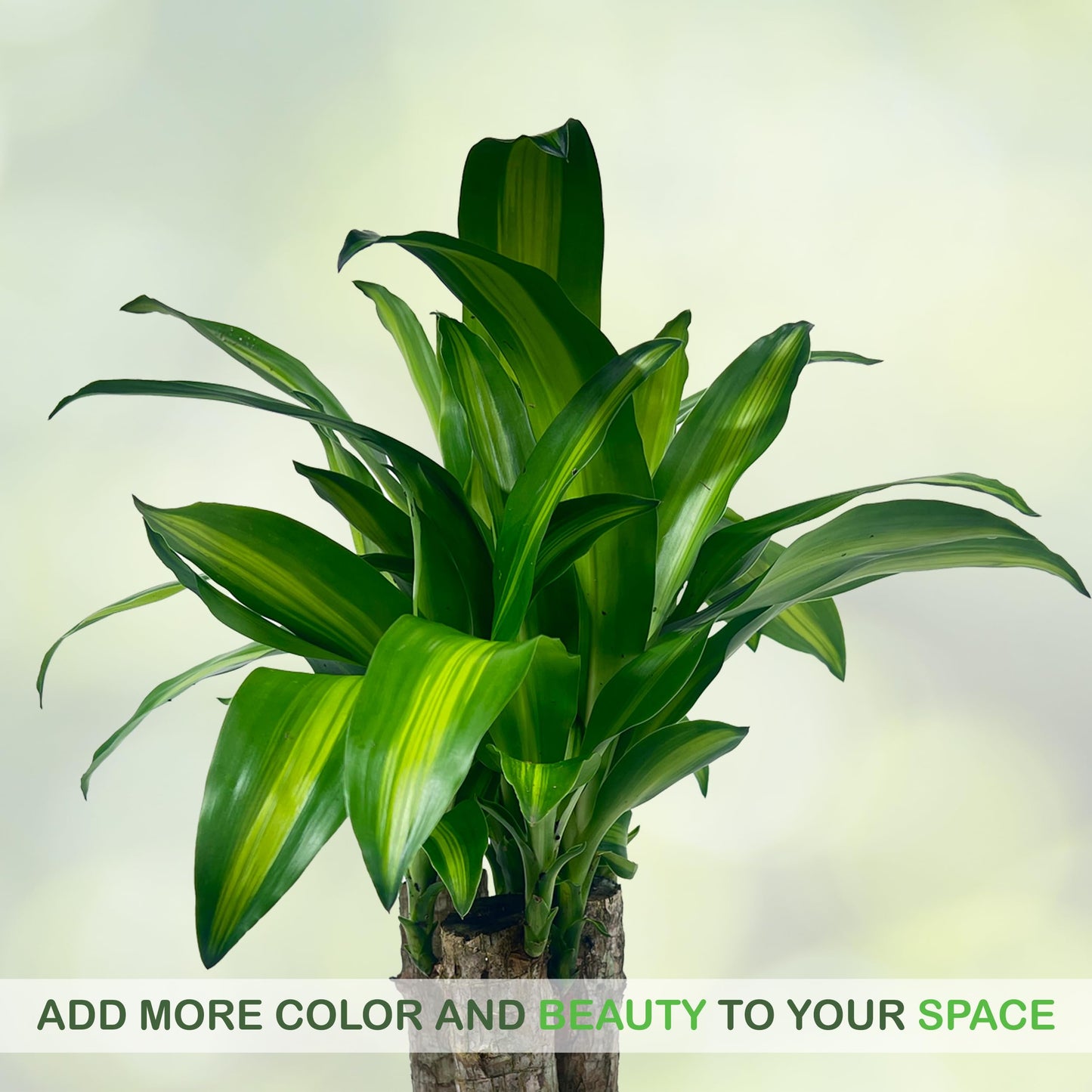 LEAL PLANTS ECUADOR Dracaena Massangeana (Pack of 2)– Striking Corn Plant with Bold Green & Yellow Foliage, Low-Maintenance Indoor Plant,Perfect for Home Decor, Unique Gift for Plant Lover