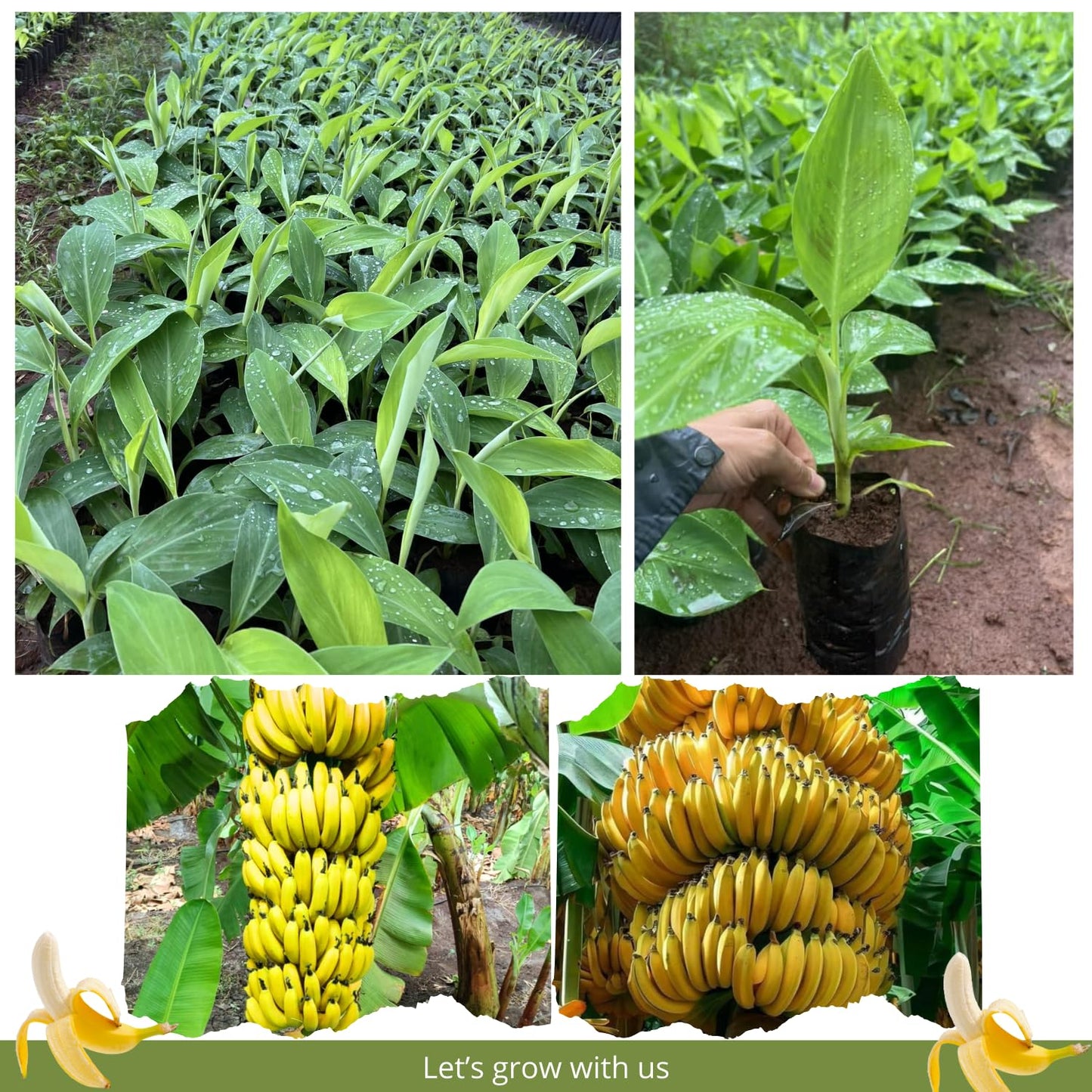 Dwarf Cavendish Banana Tree Live Plant, Cold Hardy Banana Plant Live, Tropical Banana Fruit Seedling, Well Rooted 4-8 Inch Tall