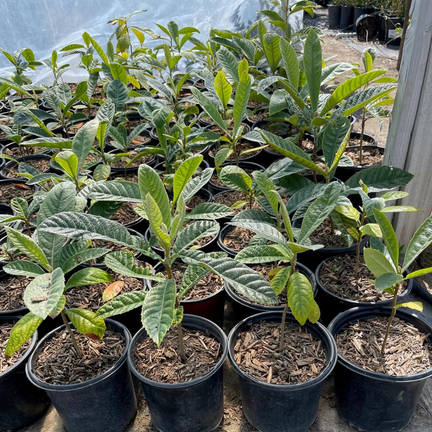 Golden Loquat Tree Live Plant, Grafted Loquat Tree, 10 to 14 Inc, Loquat Plant Live for Growing Outdoor Indoor, Half Gallon Pot
