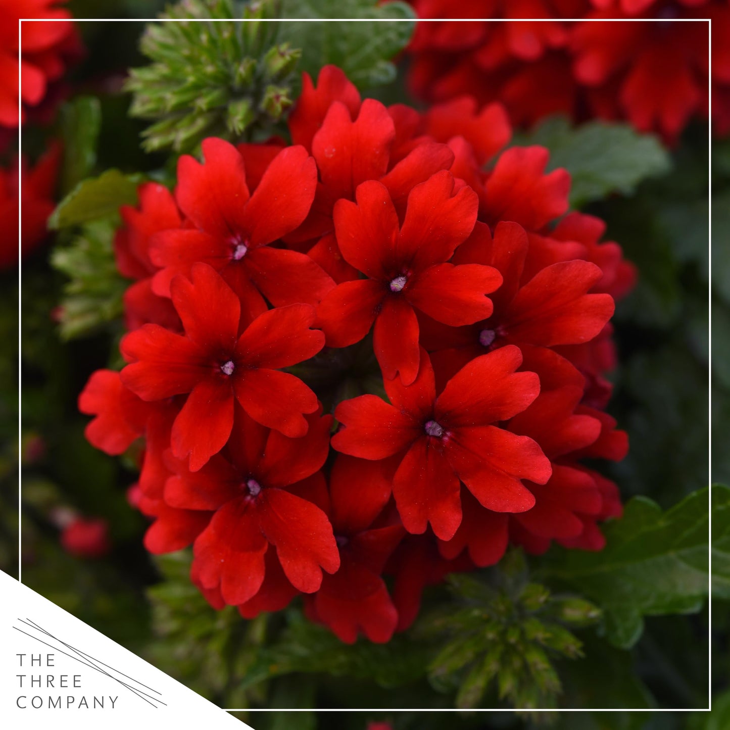 Live Flowering Verbena - Shades of Red (3 Plants Per Pack) - Healthy Flowering Plant - Beautiful Spring Color - 10" Tall by 5" Wide in 1Qt Pot