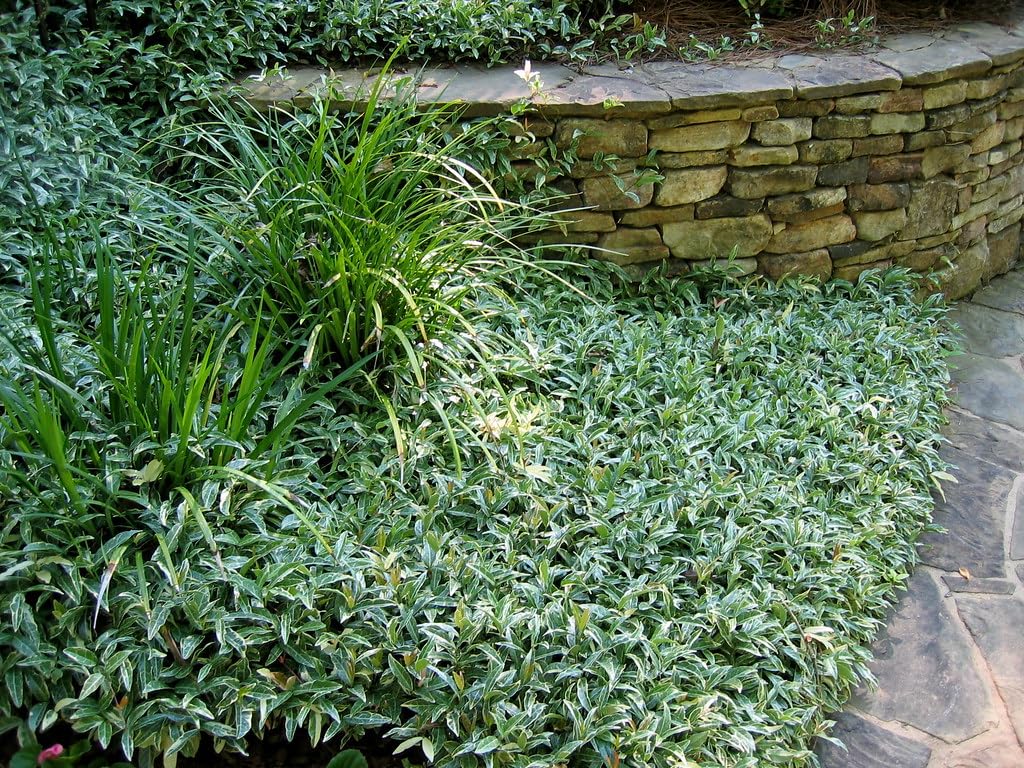 Jasmine Asiatic Variegated Plants | 30 Live 4 Inch Pots | Trachelospermum Asiaticum 'Variegata' | Fragrant Ground Cover | Evergreen Vine
