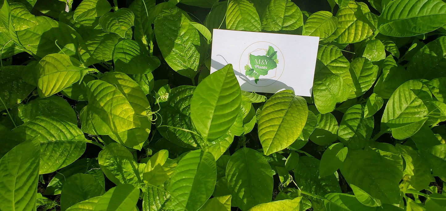 2-Live Passiflora quadrangularis 'Giant Grandilla' Starter Plants (Unable to Ship to:AZ, AK, HI, OR, PR)