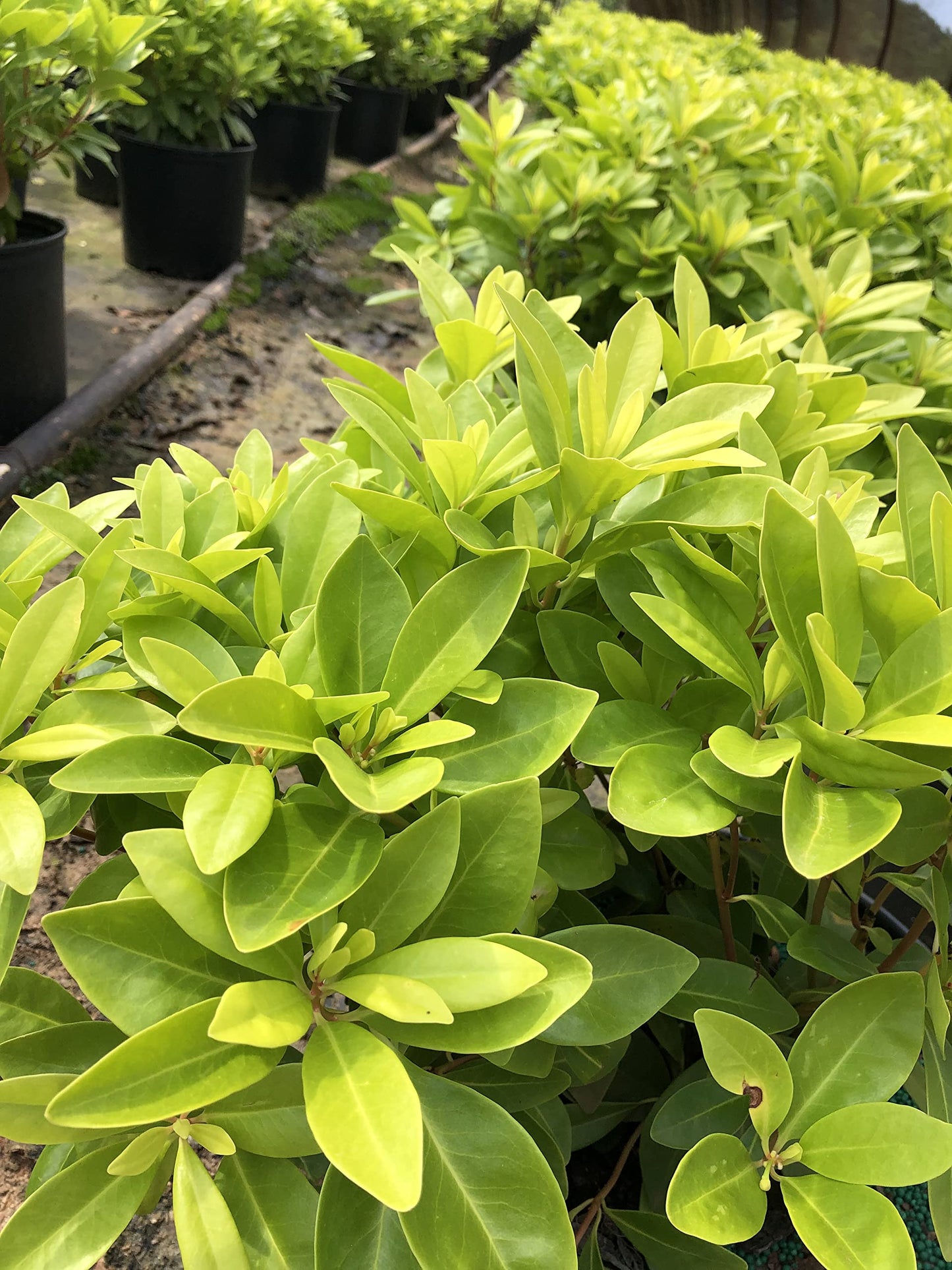 Illicium 'Florida Sunshine' (1 Gallon)