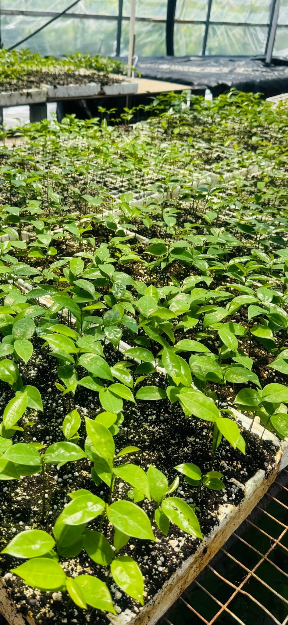 Live Soursop Guanabana Tree Plant, 3 Months Old Seedling Tropical Fruit Tree for Growing, Zones 9-11, Size 4-8 Inc No Pot, Starter Plant