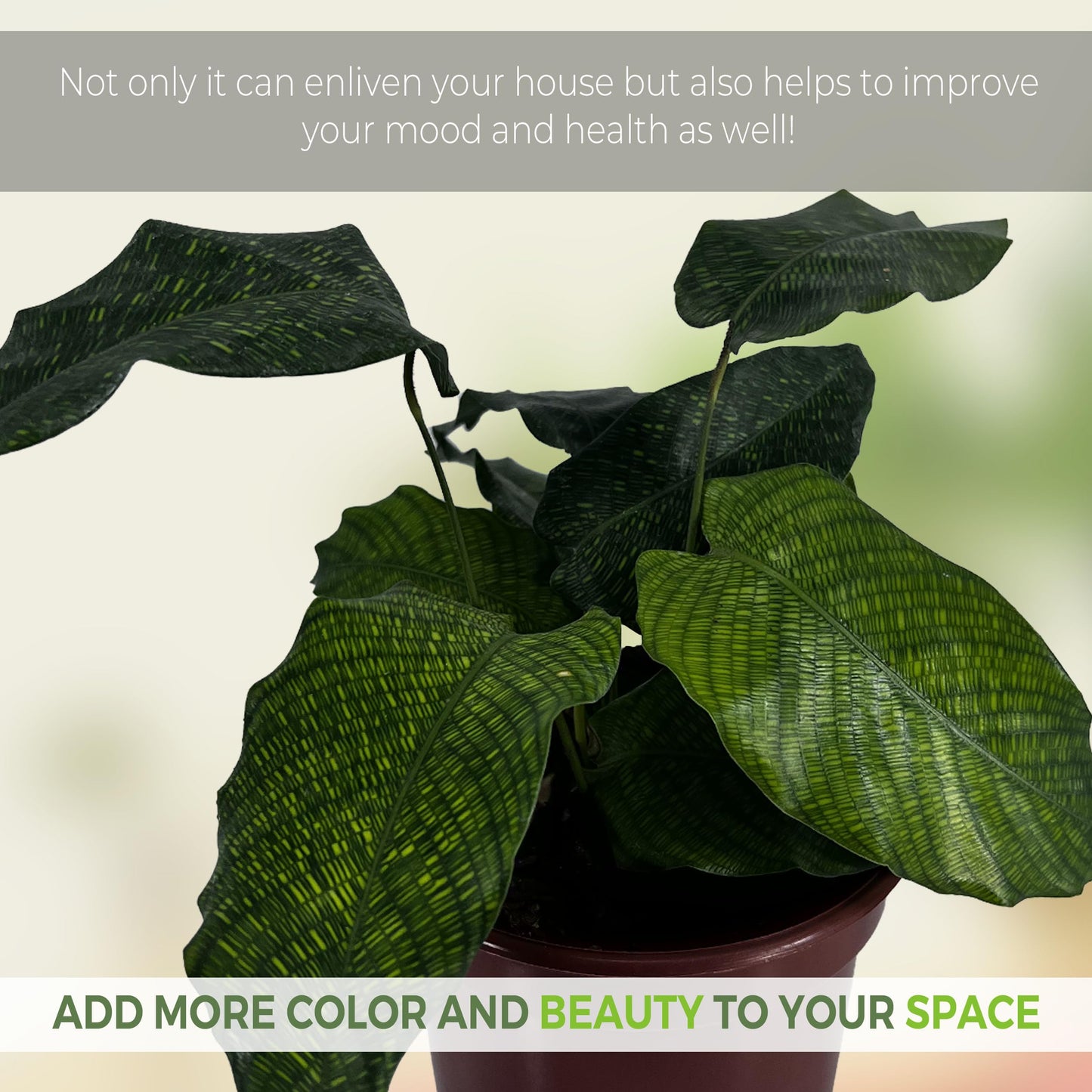 LEAL PLANTS ECUADOR Calathea Musaica Evergreen Live Indoor Plant| Calathea Network Prayer Plant |Natural Décor -Gift for Plant Lovers