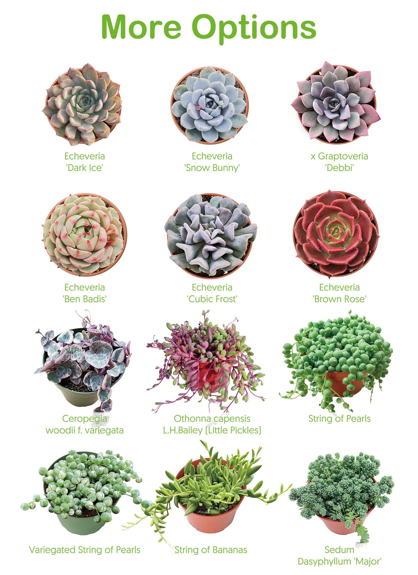 4" Live Succulent Plants Tradescantia Nanouk, Easy Care Potted Succulents, Indoor Houseplant, Unique Gifts, Home Office Décor