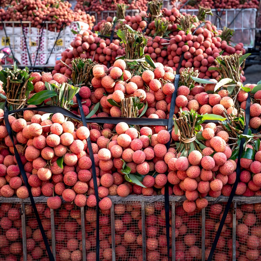 Live Sweetheart Lychee Fruit Tree, Perennial Tropical Lychee Fruit Trees, 3-4 Feet Tall in 3 Gallon Pot for Oudoor Garden, No Ship to CA