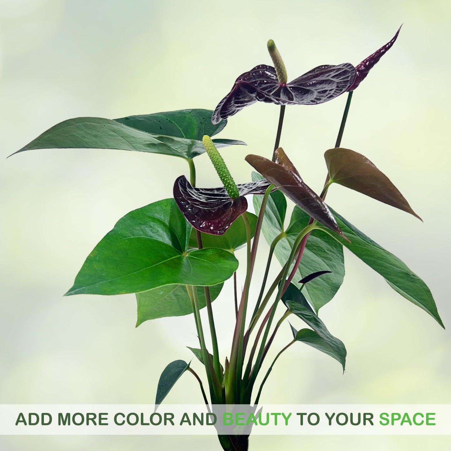 LEAL PLANTS ECUADOR Anthurium Andraeanum Mr Brown Live Plant (Pack of 2) Easy Care, Air-Purifying Indoor Plant for Wellness & Home Decor, Office Desk, Unique Sustainable Gift