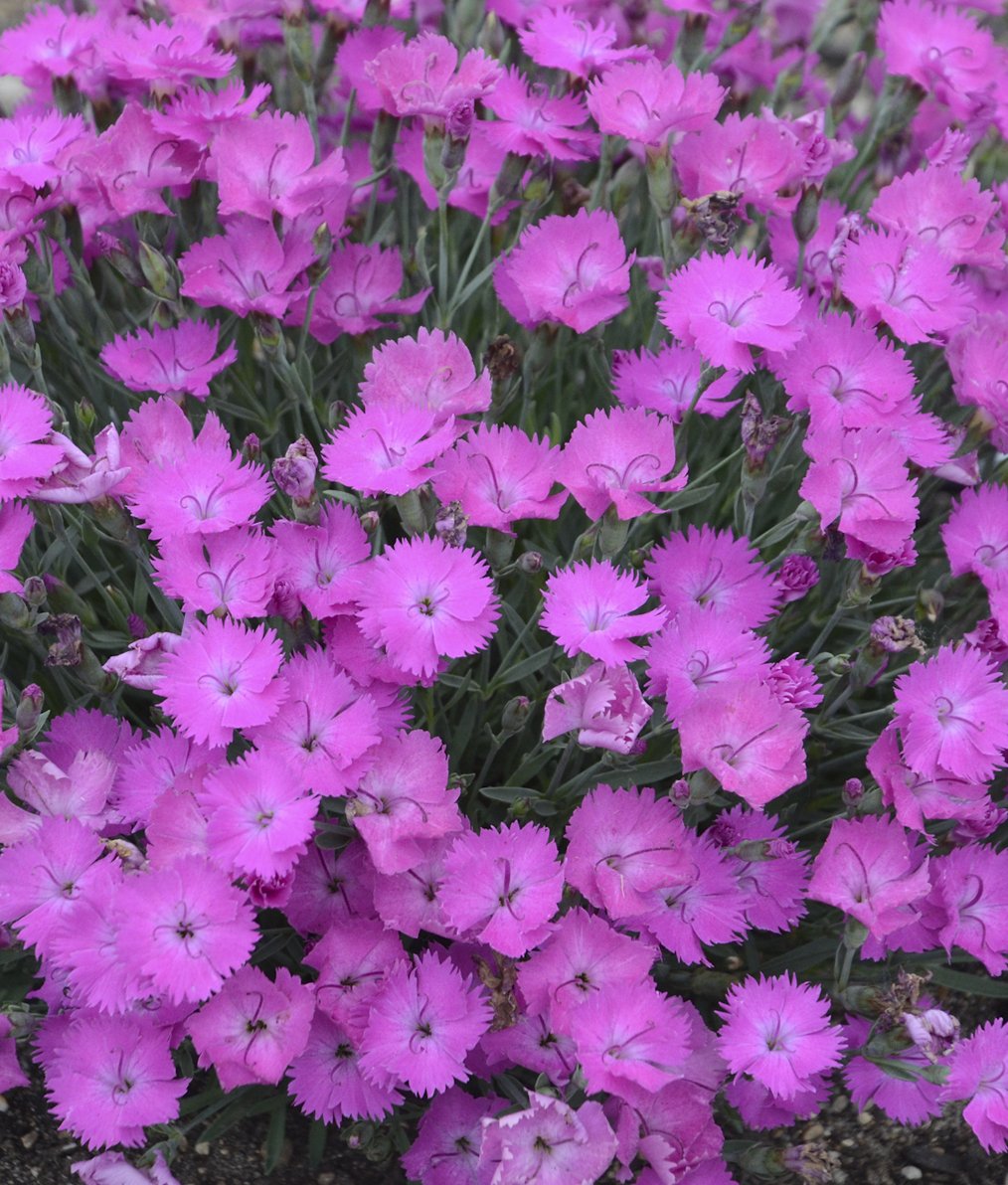 Live Plant from Green Promise Farms - Proven Winners, Dianthus Paint The Town Fuchsia Pinks, Bright Pink Flowers - #1 Gallon Size Container