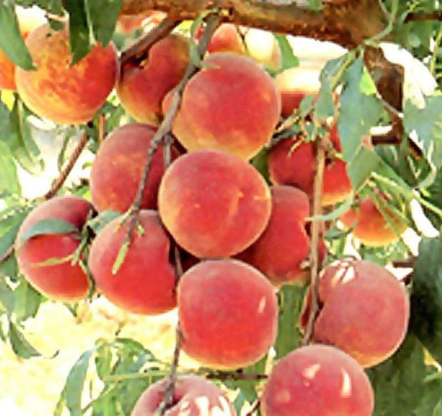 Prunus persica Nemaguard (Peach Seedling) Live 1-2 y.o. Plant