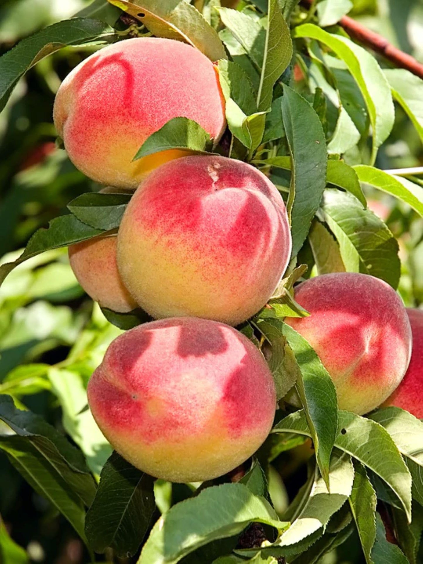 American Plant Exchange Elberta Peach Tree, Live Large 5-Gallon Pot, Heirloom Variety, Pink Blossoms, Large Yellow Peaches, Self-Pollinating, Juicy Fruit for Fresh Eating or Canning