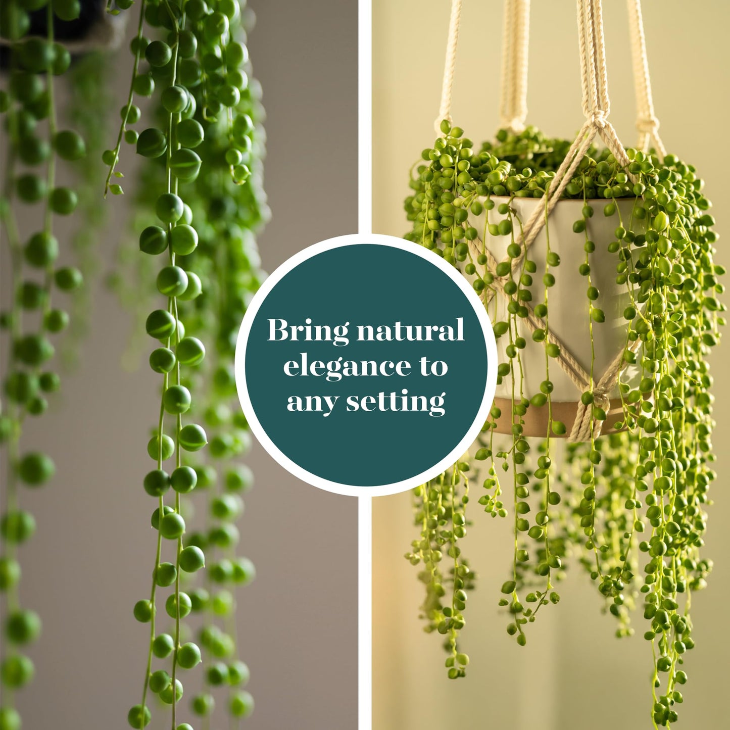 Shop Succulents String of Pearls Succulent Plant 2" Grow Pot Pack of 32